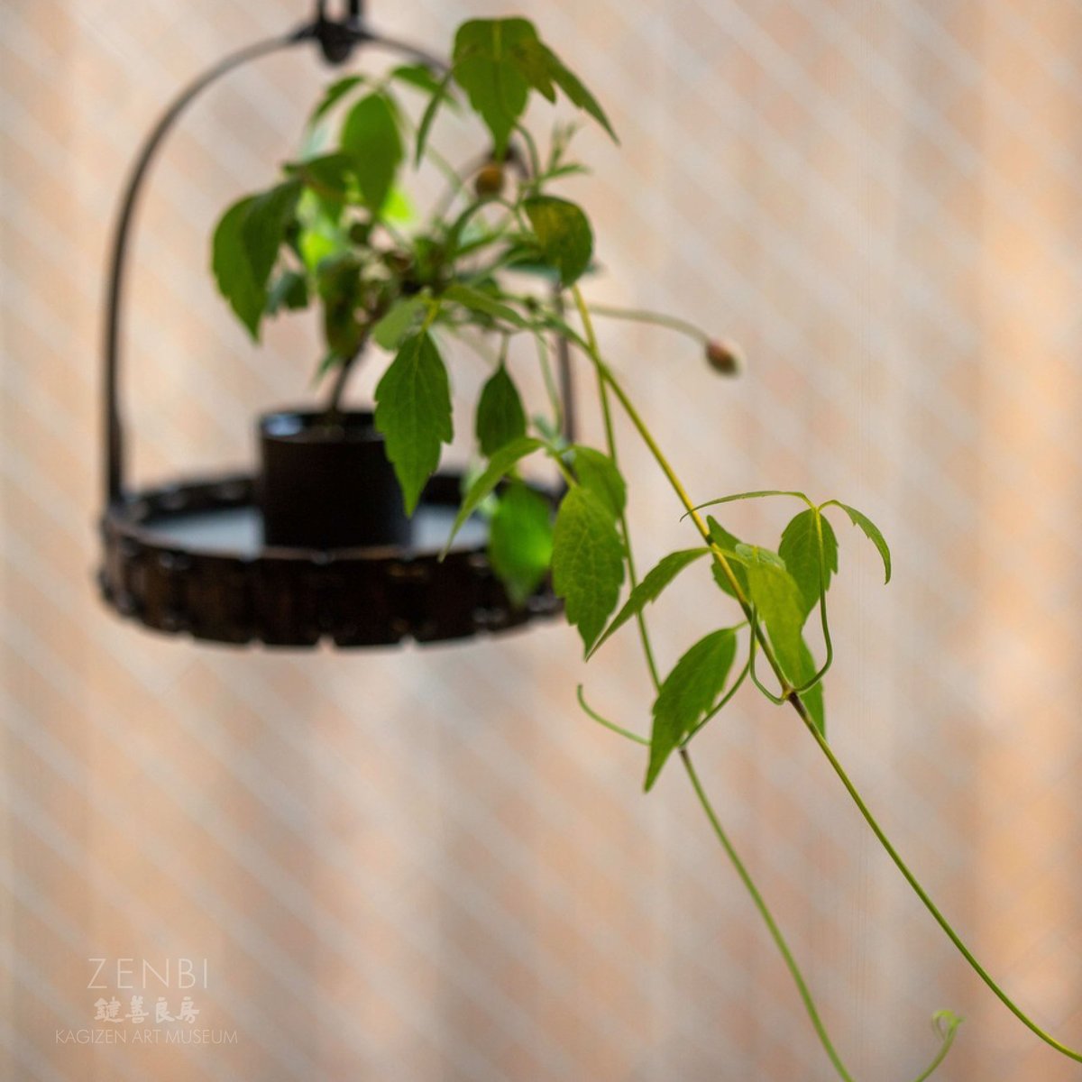 \　開催中！　/

企画展「染谷聡—trace tracing」

会期｜2026年4月19日(日)～7月26日(日)
時間｜10:00〜18:00（最終入館17:30）
会場｜ZENBI－鍵善良房－KAGIZEN ART MUSEUM

展覧会詳細▶zenbi.kagizen.com/?post_type=exh…

*画像は撮影当時