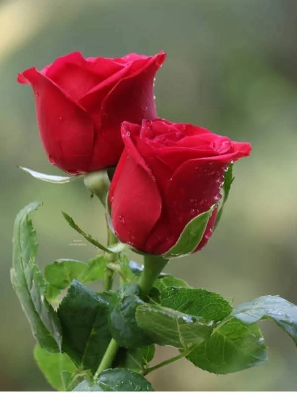 nabendujha's tweet photo. झारखण्ड राज्य से गिरिडीह के सम्मानित विधायक व नगर विकास मंत्री Sudivya kumar sonu जी को शादी की 26वी वर्षगांठ पर हार्दिक बधाई व शुभकामनाएं 🎂🎉🎁 
#Sudivyakumarsonu #Giridih #Jhark https://t.co/OIWCY9iPHT