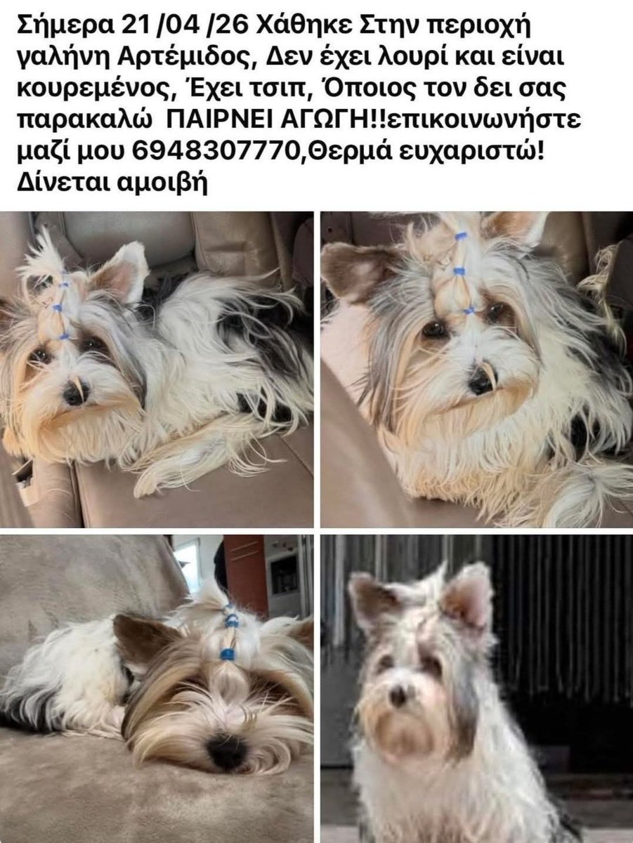 KatKatPt's tweet photo. 🆘️🆘️🆘️
Χαθηκε στην περιοχή Γαλήνη Αρτέμιδος ο σκυλάκος 
Δν έχει λουρί κ είναι κουρεμένος
Έχει τσιπ
Παίρνει αγωγή κ πρέπει να βρεθεί άμεσα 
Για οποιαδήποτε πληροφορία καλέστε άμεσα στο τηλ 
Rt 🙏 🙏 🙏 https://t.co/9HGD4EqtUh
