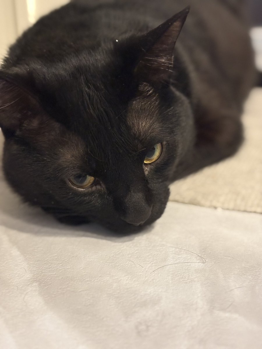 社畜キャンディ(かーず) tweet media