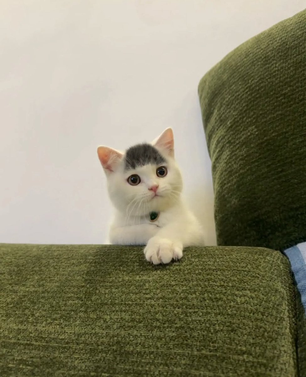 What a beautiful thing and she still has fringes! A real charmer!