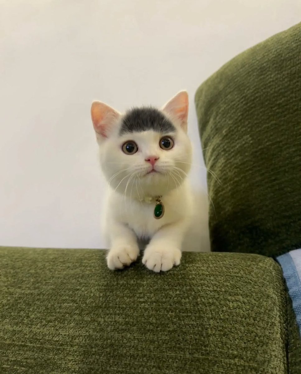 Daily Cat Posts tweet media