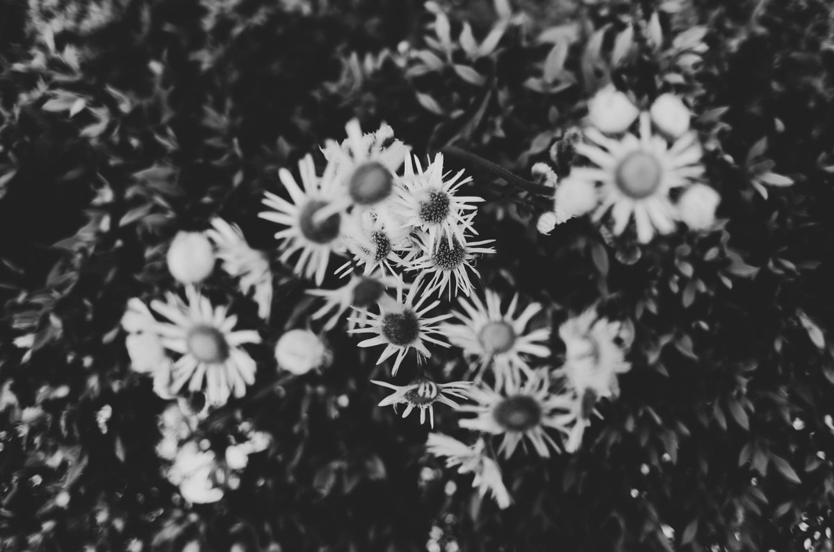 akabeko63's tweet image. #2459
#monochrome #モノクローム