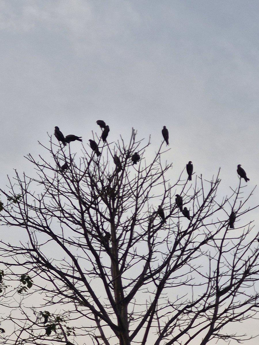 MukeshRaviX's tweet image. Patte nahin hain ped pe par ped to hai.
#photography 
#nofilter 
#samsung