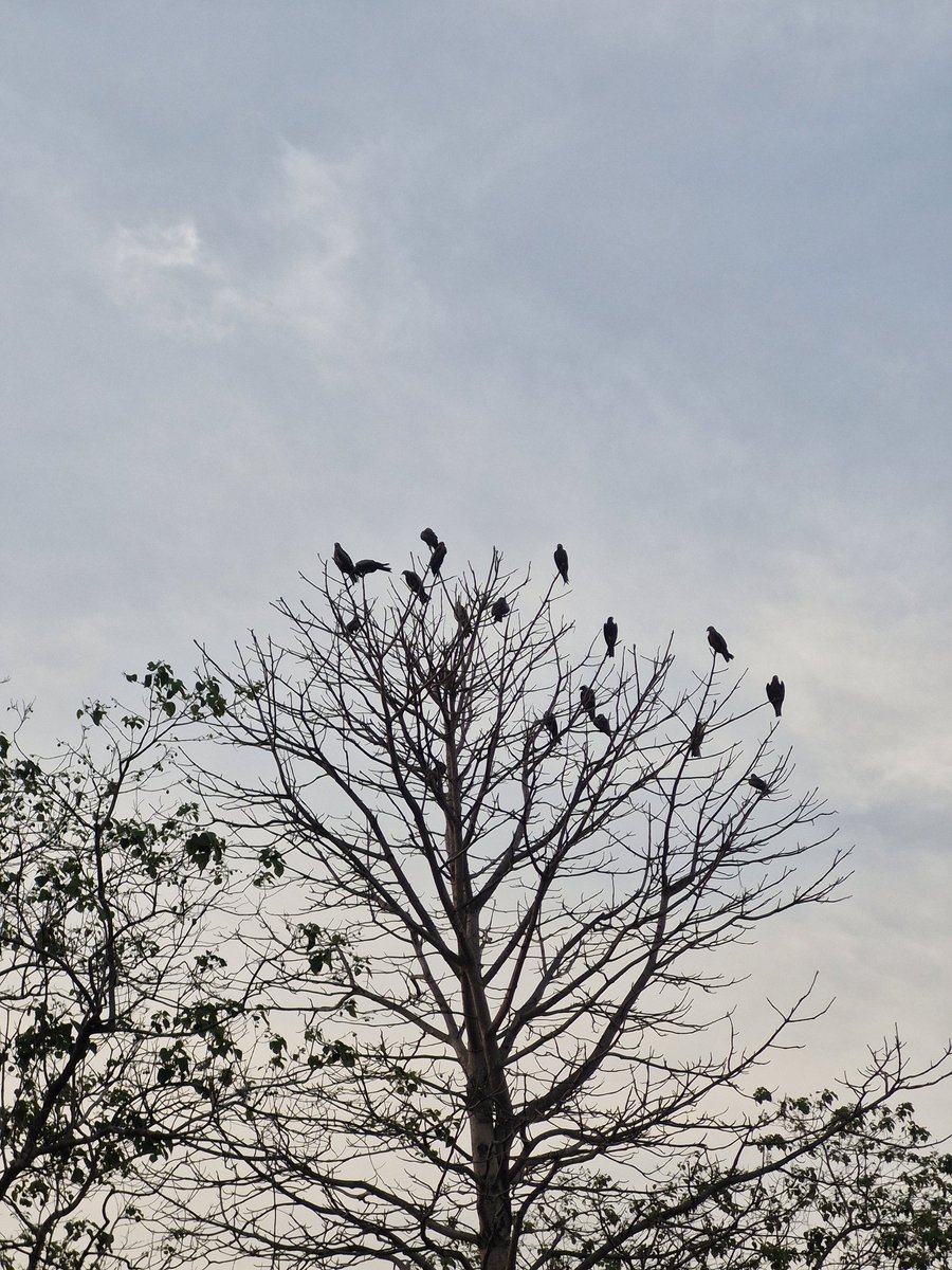 MukeshRaviX's tweet image. Patte nahin hain ped pe par ped to hai.
#photography 
#nofilter 
#samsung