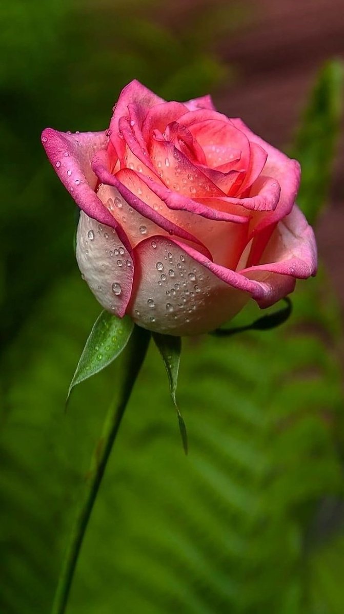 singh Neha tweet media