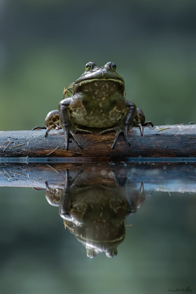 🐸👁️👁️🐸