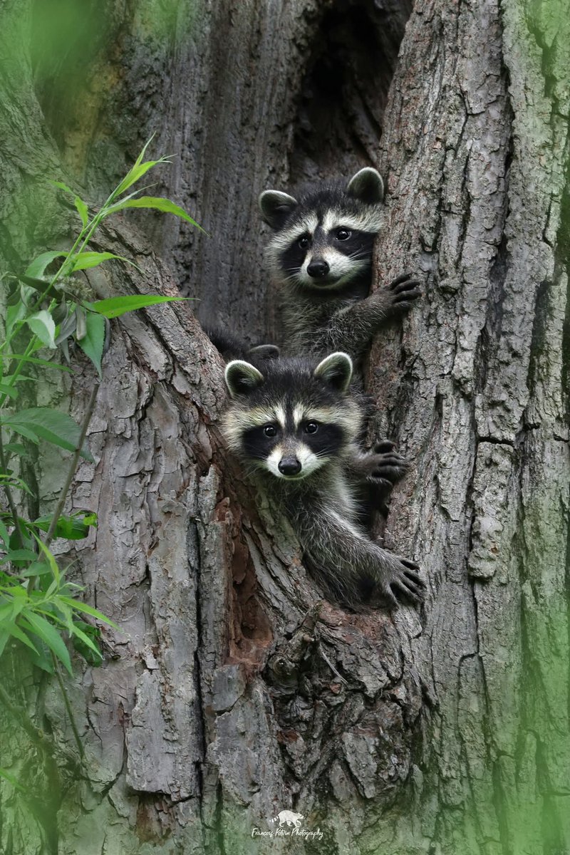 🌿👀🌿👀🌿