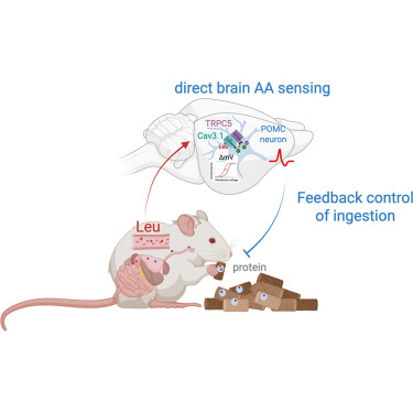 Cell_Metabolism's tweet photo. New!  Online now: Cav3.1 is a neuronal leucine sensor that mediates satiety and weight loss in response to dietary protein https://t.co/lUxGbxUBGX https://t.co/G6piFcC7kx