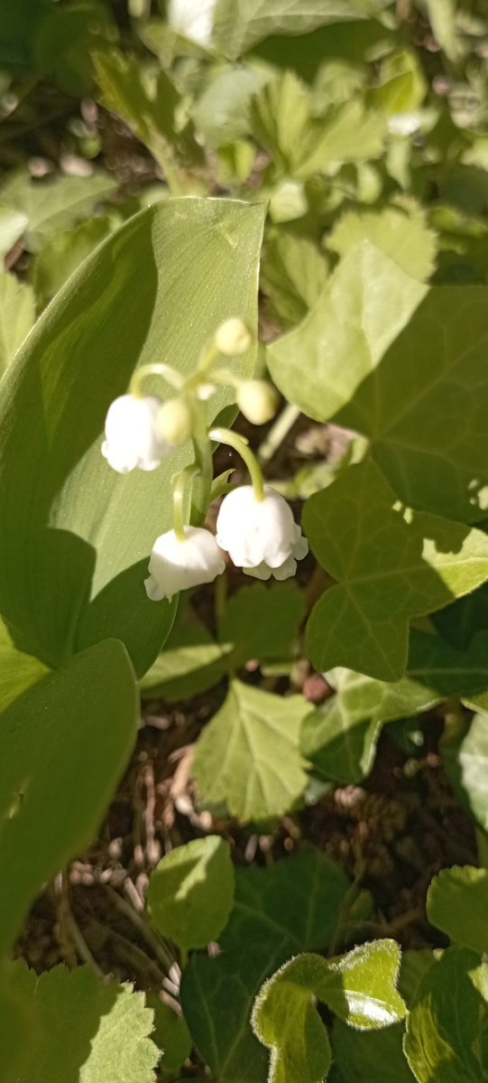 Muguet du jardin 🤍