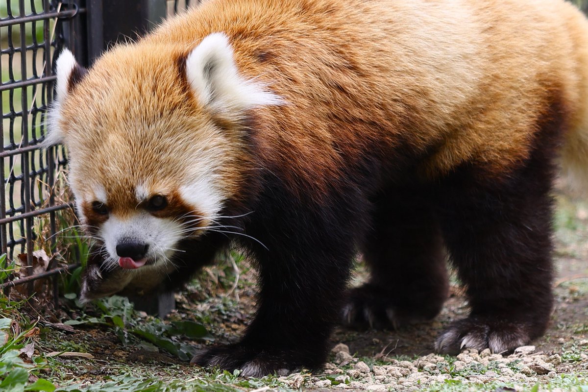 セイタ
#レッサーパンダ #円山動物園 #redpanda #zoo