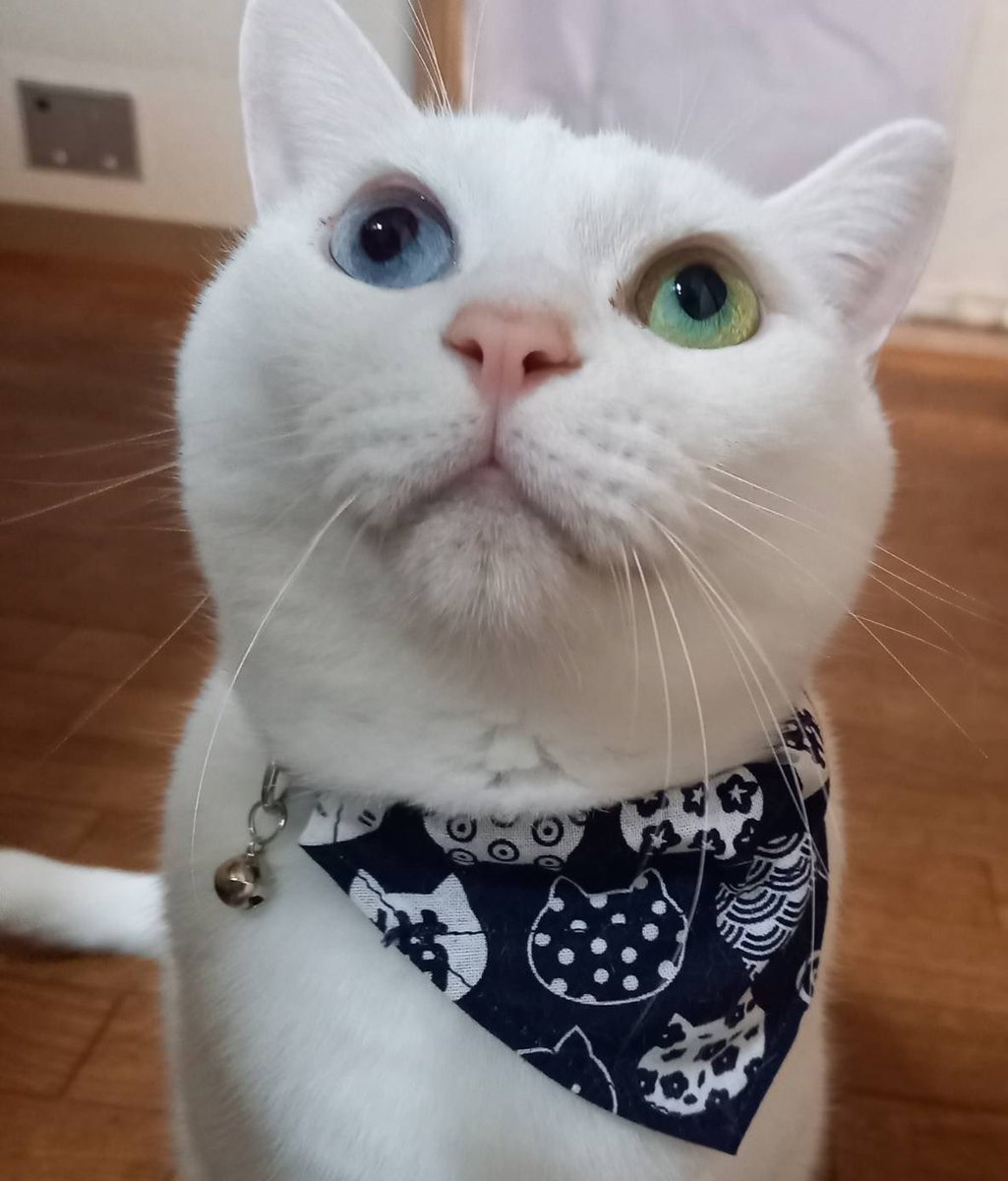 【迷い猫捜索中】リリ&ポポ tweet media