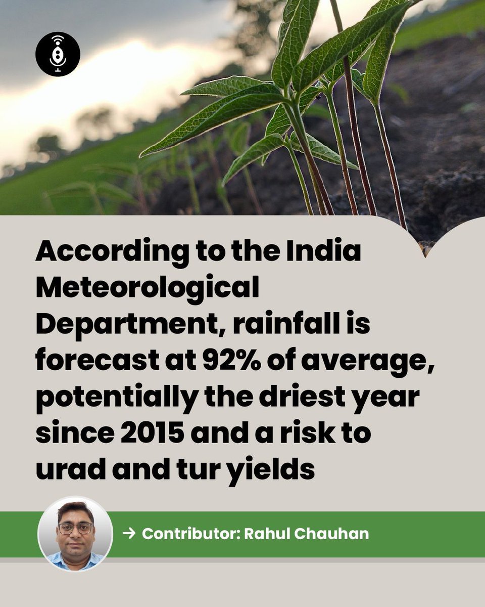 GlobalPulsesGPC's tweet image. With rainfall projected at just 92% of the average, the upcoming season faces its toughest challenge in years. This deficiency threatens urad and tur yields, likely increasing import reliance to stabilize domestic prices. 

pulsepod.globalpulses.com/pod-feed/post/… 

#GPC #Pulses #Monsoon2026