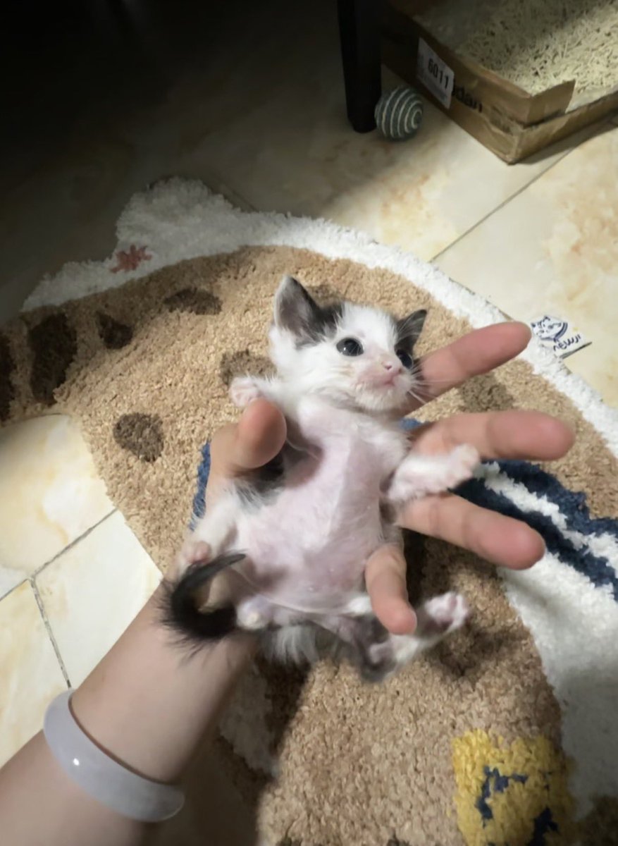 Baby Animals (@animalsbabyy) on Twitter photo 