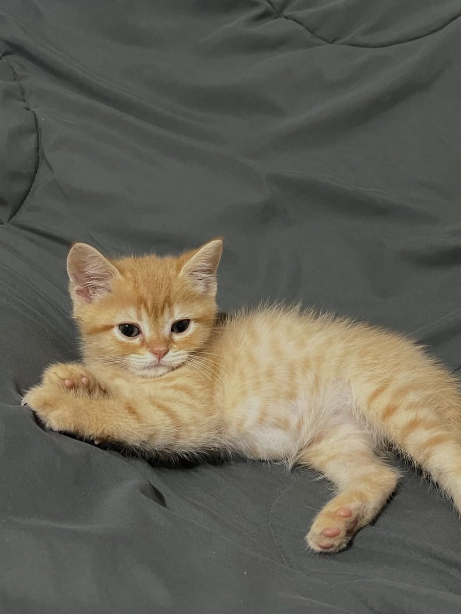 cutest cats tweet media