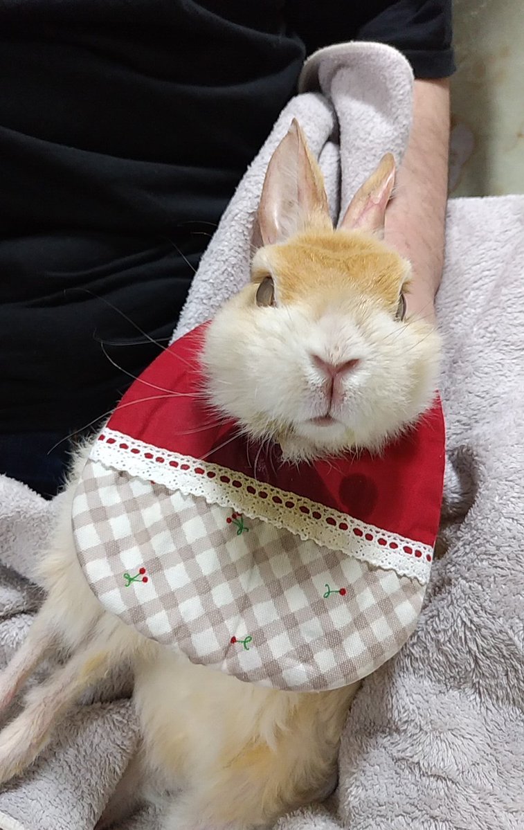 🐰とのとのに極みもらった～💞🎶
で、じぇんとる写真撮ってないで早よ緑汁を持てぃ💚！

😓流動食ね💚

#うさぎの15歳3カ月
#うさぎの介護