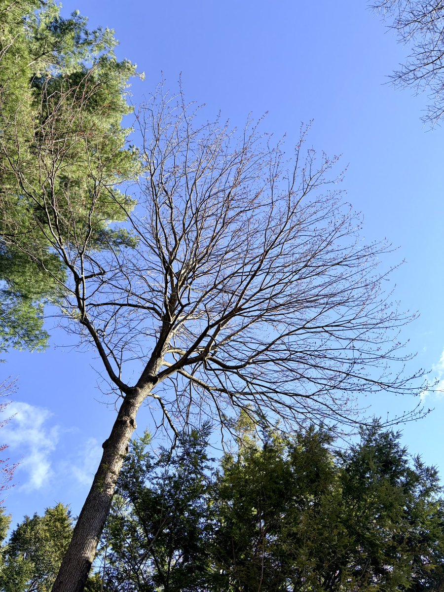 Bon jeudi !

🌡️8°☀️☀️☀️

Les bourgeons vont bientôt éclater !  

Bonne journée à tous ! 

#10k 👣 #onbouge
<a href="/marie1h1/">Marie H🏃‍♀️🧘🏼‍♀️☀️👗👟👡🩴👙🏖👩‍⚕️🎹</a> <a href="/LanteigneManon/">Manon Lanteigne 🇨🇦🌻</a> <a href="/VadnaisArmand/">ArmandGuenon 🐒 Coffee boy ☕️</a> <a href="/SimonMnard4/">Simon Ménard</a>