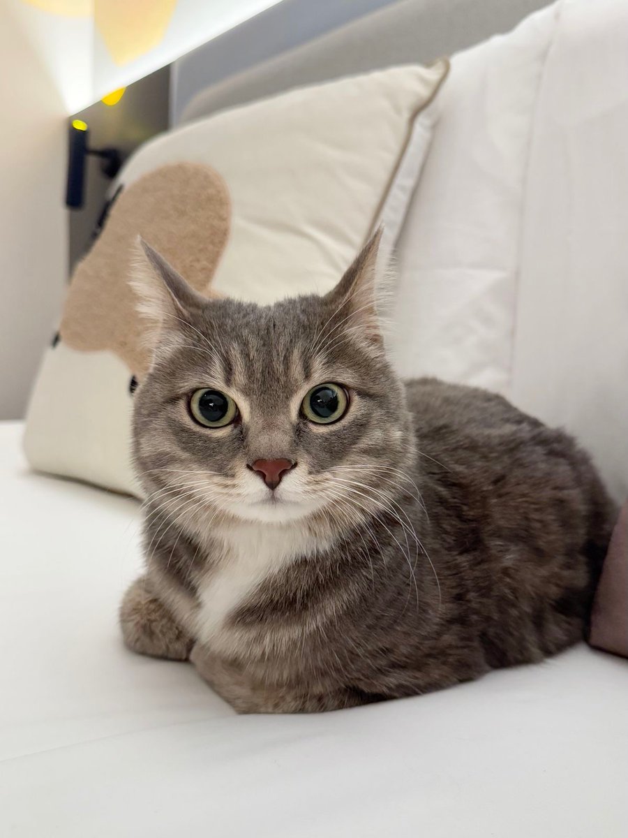 cutest cats tweet media