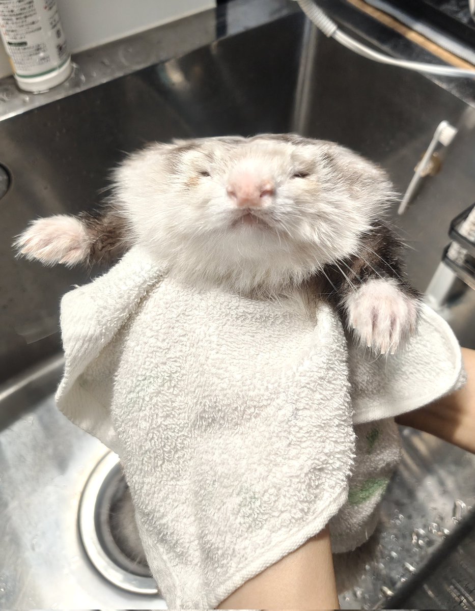 Q-dot@5/10アニマルEXPO/にょろりんず🦦 tweet media