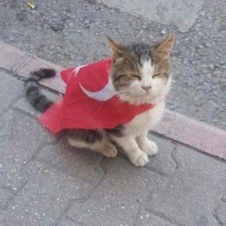 Cheetalix tweet media