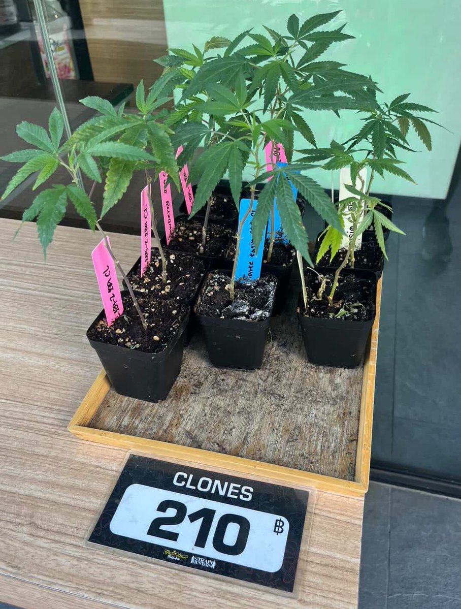 現採駐妻ｶｹﾂ🇹🇭 tweet media