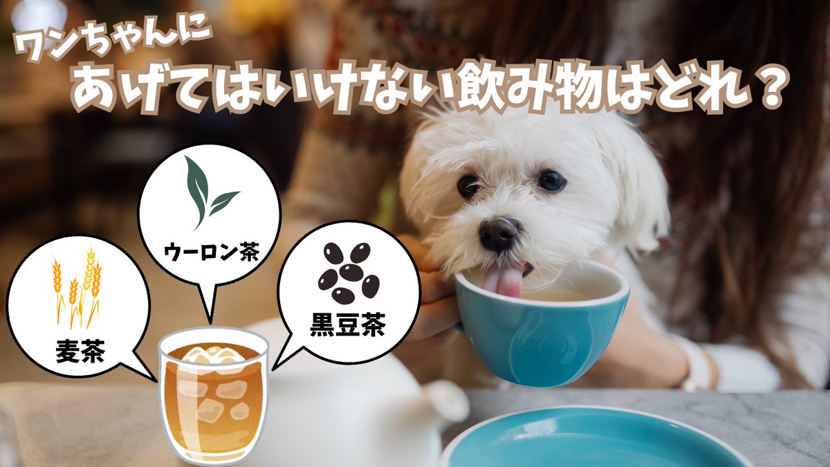 ペット保険の第一アイペット tweet media