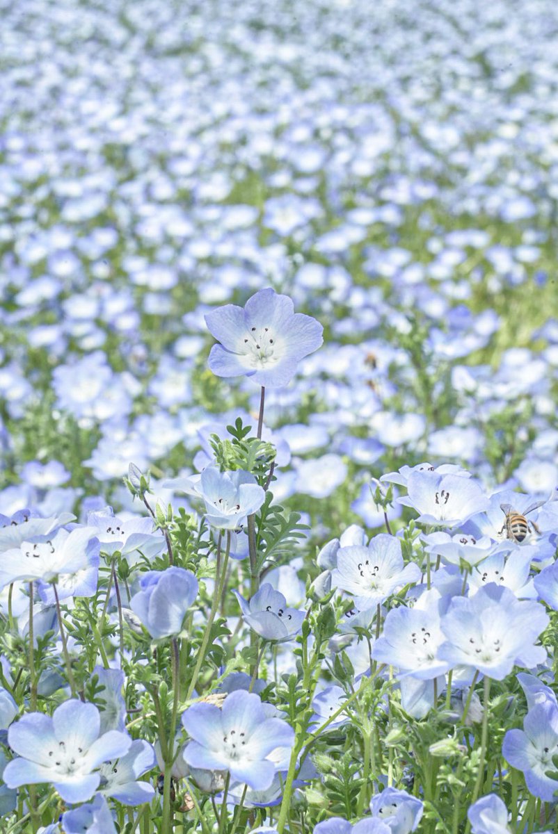 涼 / Ryo Hata tweet media