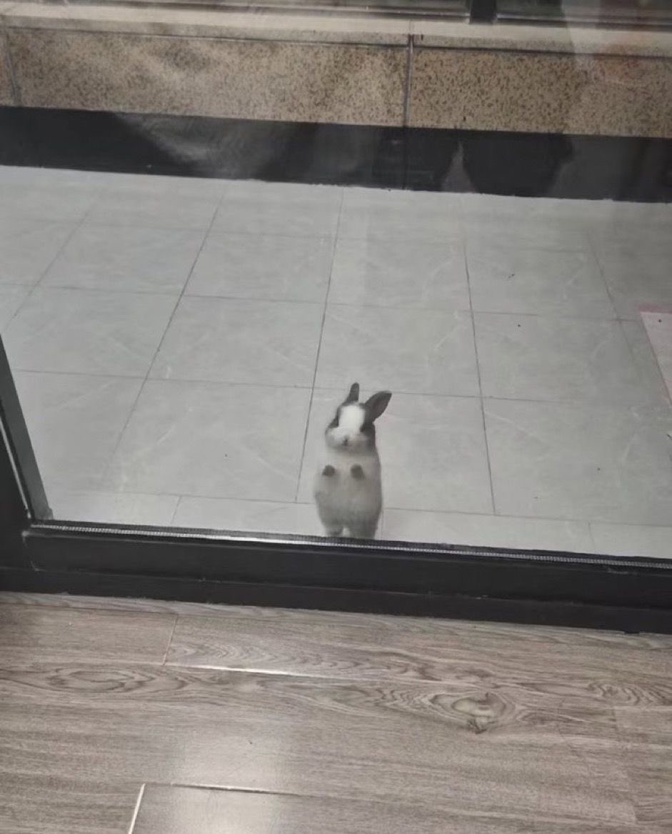 Why you should have a rabbit tweet media