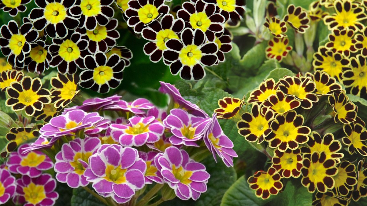 Earley Ornamentals tweet media