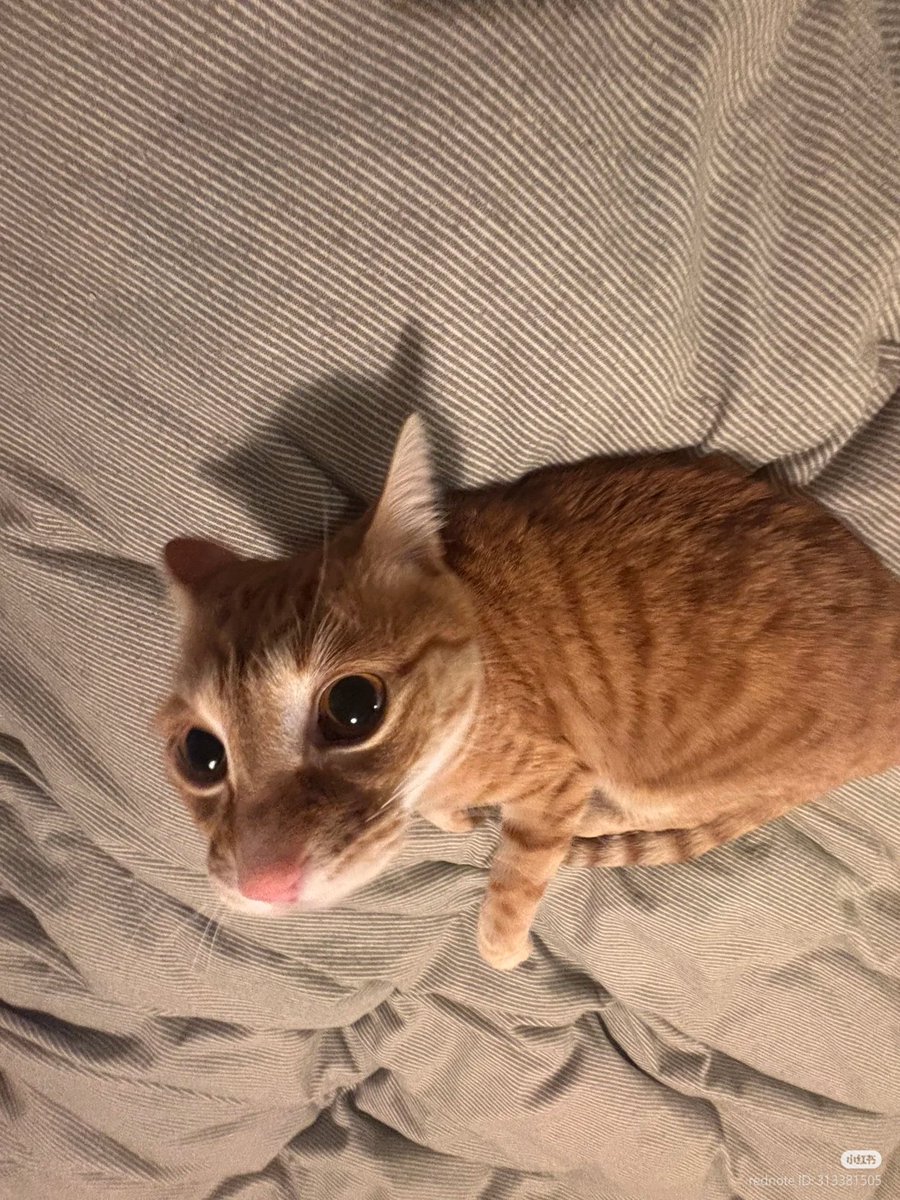 No Context Cats tweet media