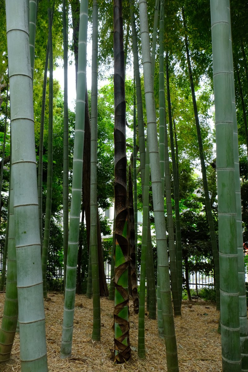 ぷくぷくタッケー tweet media