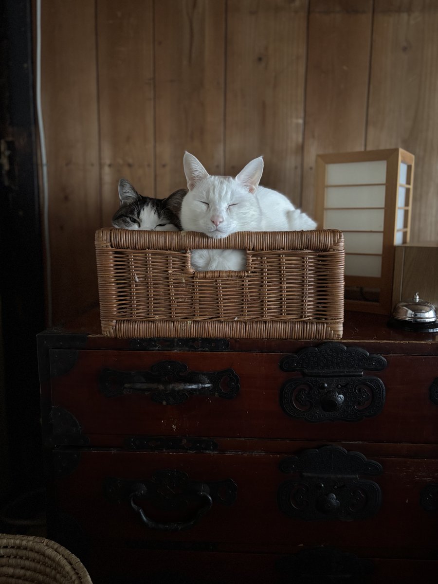 いのうえもんぺ tweet media