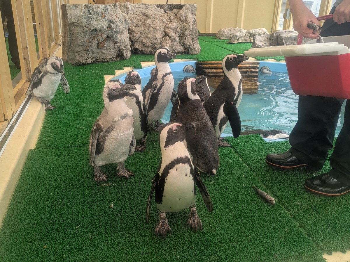 今日をもって名古屋港水族館がケープペンギンの飼育を終了しました　2017年に来館し、しおかぜ広場で愛嬌のある姿で親しまれていました　これからは上野動物園と神戸どうぶつ王国の仲間たちと元気に過ごしてほしいです！
＃名古屋港水族館　＃ケープペンギン