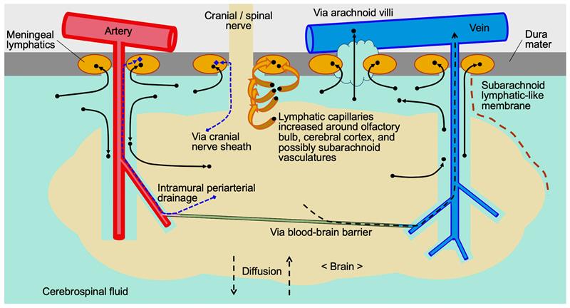 IJMS_MDPI's tweet photo. ๐#LatestPaper
๐Possible Impact of Lymphatic Drainage on Brain Injury After Aneurysmal Subarachnoid Hemorrhage
๐https://t.co/NUpOwqEc8B
๐จโ๐ฌ By Hidenori Suzuki, et al
#OpenAccess #MDPIIJMS #cerebral #ischemia #brain #injury #lymphatic #matricellular #protein #hemorrhage https://t.co/4BP3AlMvCz