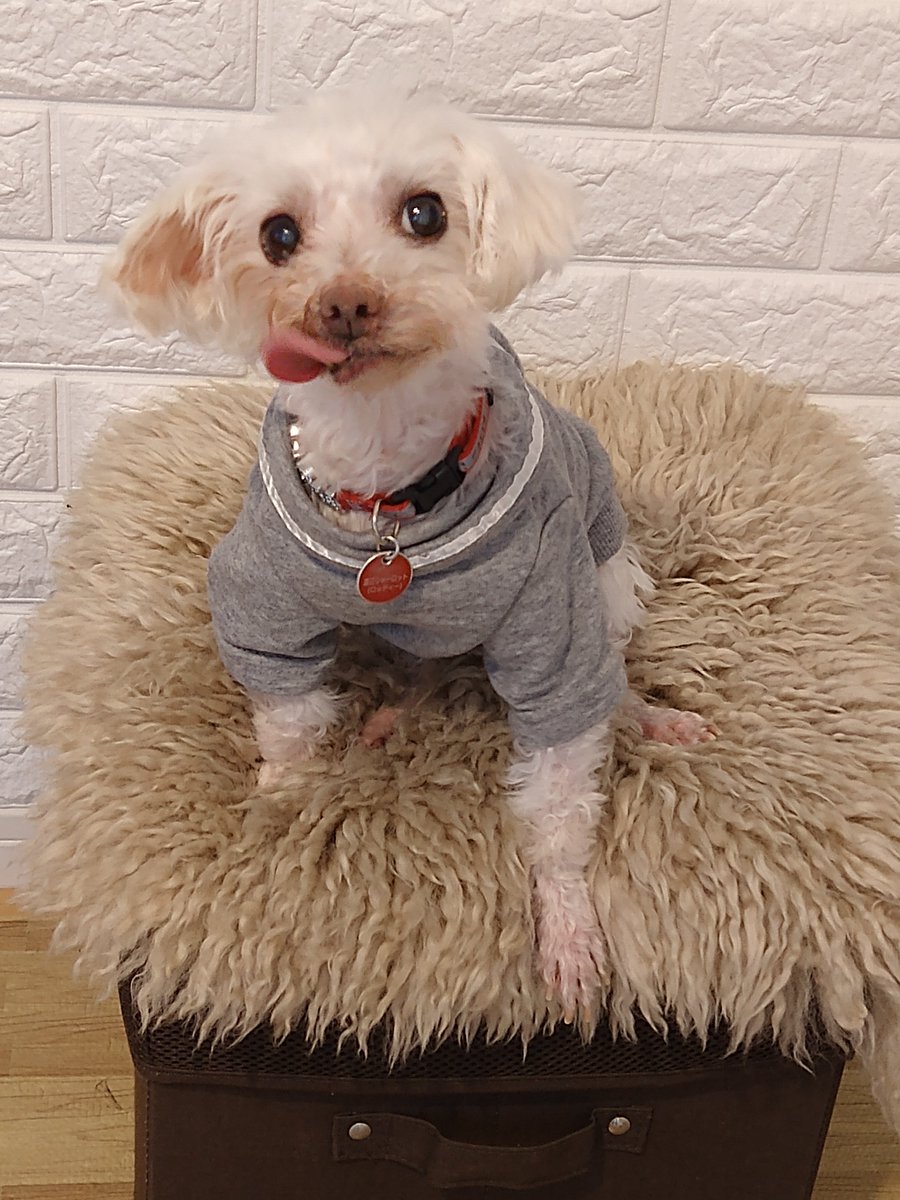 保護犬ロッティー＆ライム tweet media