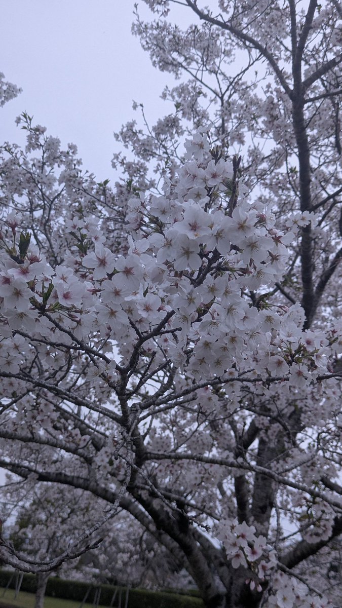aaj___008's tweet photo. 前見に行った桜 https://t.co/nrF5NQMyJ1