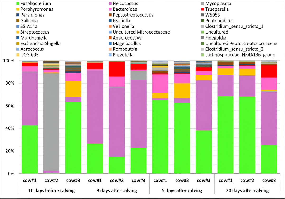 Elite_IMR's tweet photo. Are we missing a key factor in how uterine #microbiome shifts shape postpartum health in dairy cows?
👉Explore: https://t.co/jMRB30gQbu
This study tracks dynamic changes in endometrial microbiota and metabolic pathways during the transition period.
#Metagenomics #DairyScience https://t.co/2bEKhyAcw7