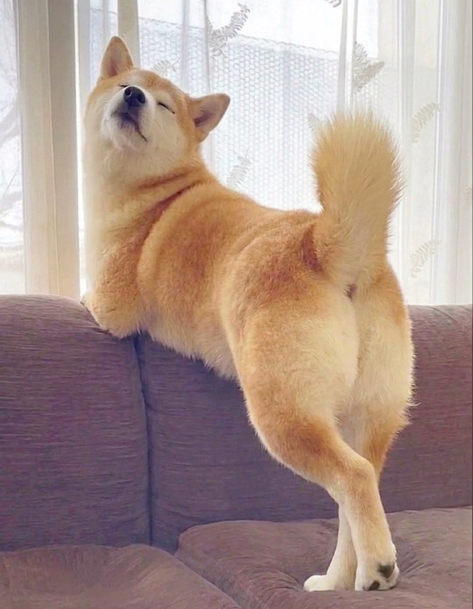 柴犬·͜·♡もも tweet media