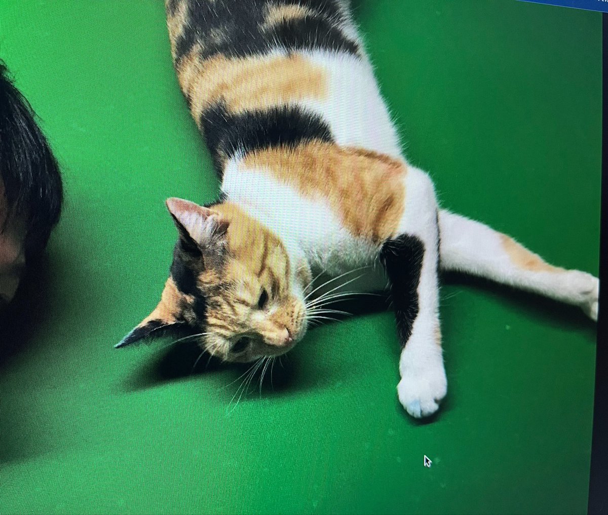 billiard_get's tweet photo. 「金沢大学のビリヤードサークル」

10年くらい前は存在していて、GETを拠点に毎週金曜日17:00-19:00とか？に活動されてました。

最近よく来てくれるみんなともそんな話をしていましたが、「ビリヤードサークルを作りたい！」そんな思いがある方、全力でバックアップするので、ぜひご相談ください！ https://t.co/Xok4jRki4G