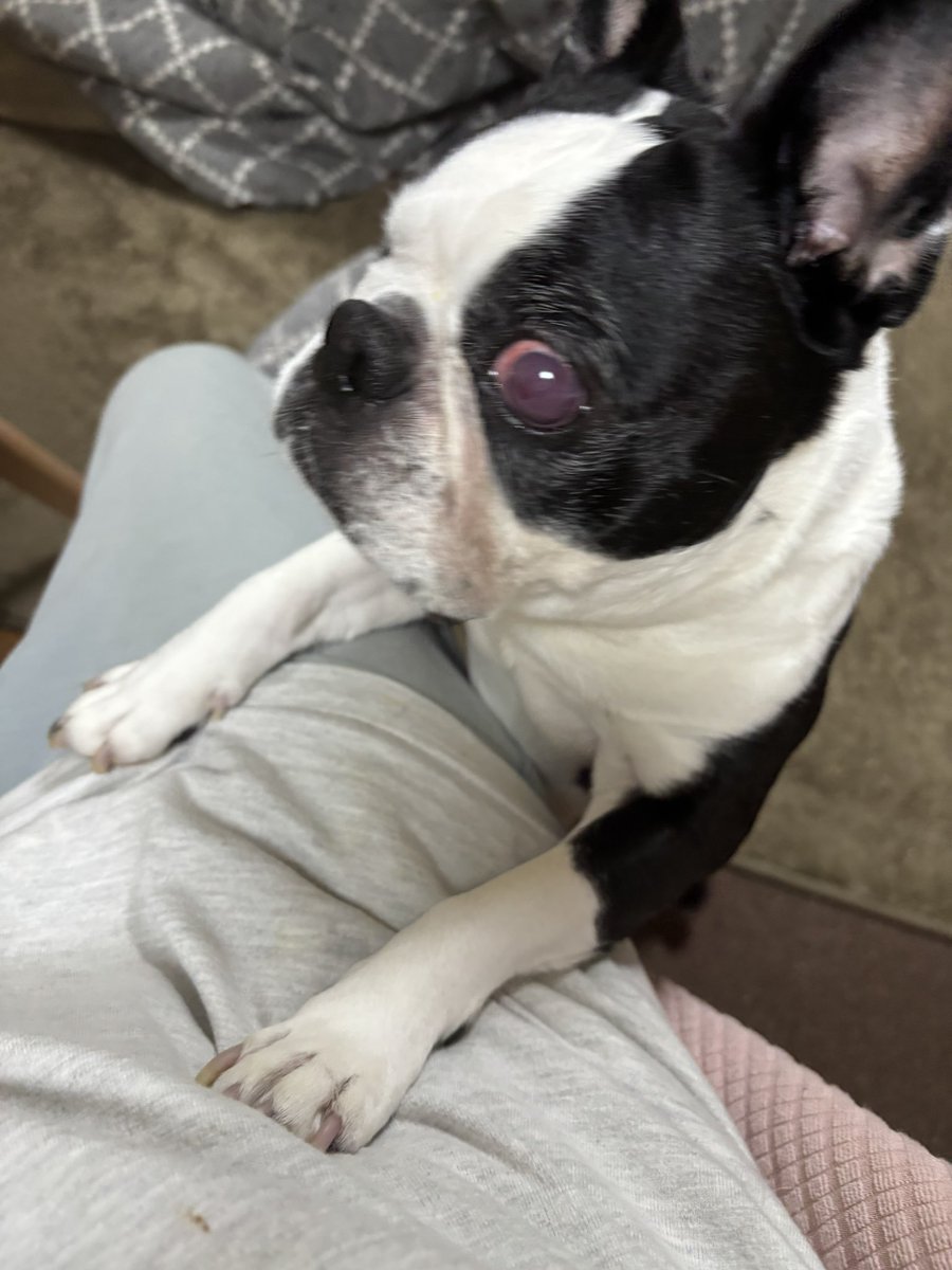 ぷくぴさ tweet media