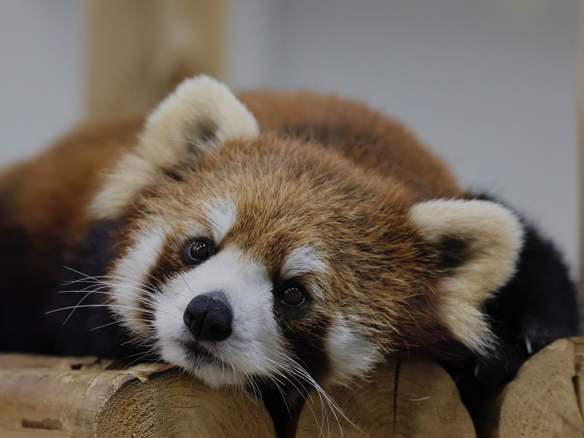 bara@リーファ大好き🥰 tweet media