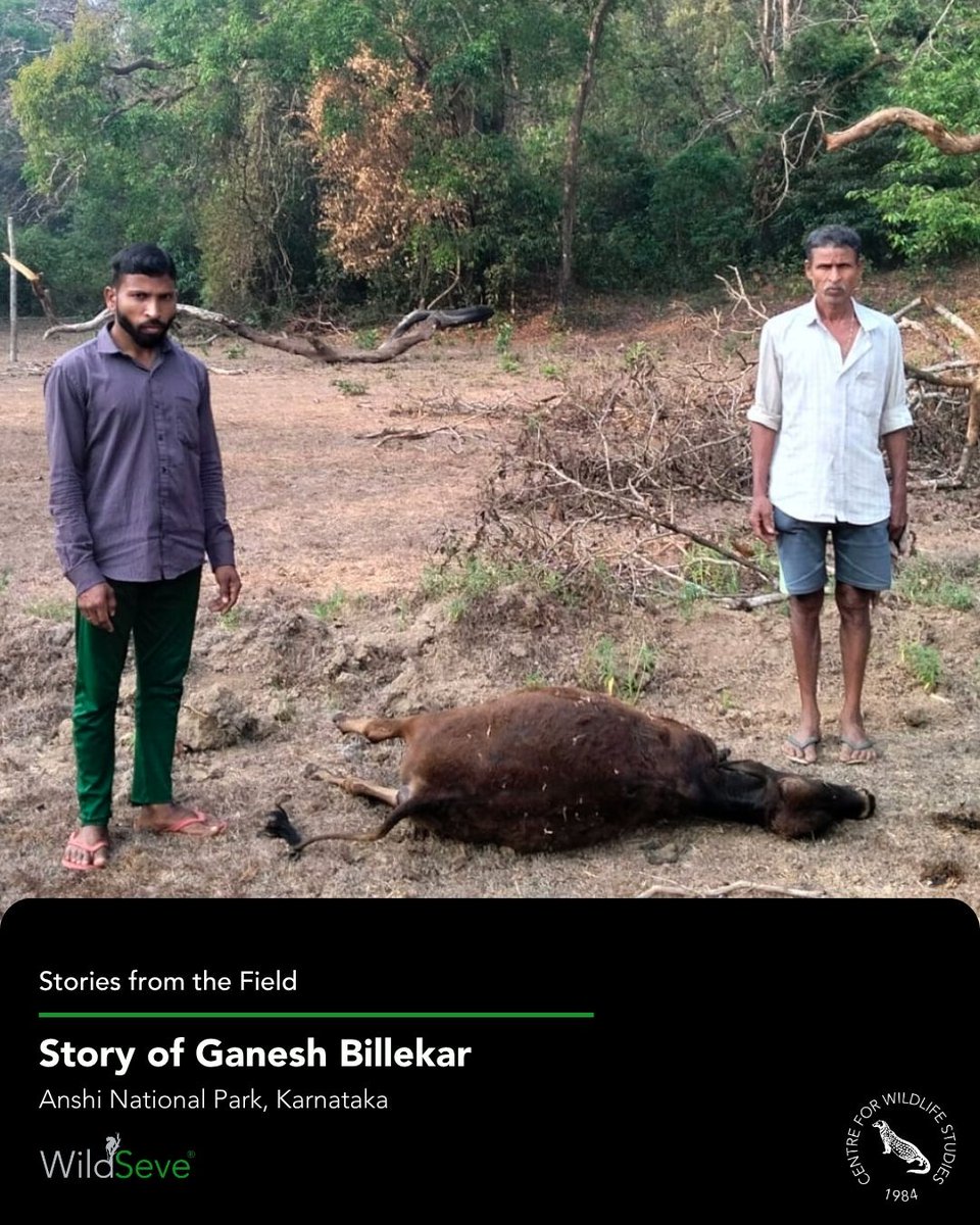 cwsindia's tweet image. Ganesh Billekar is a smallholder farmer from Bandegali village in Karnataka. As the primary provider for his family, he depends heavily on agriculture and livestock for his livelihood.

 #WildlifeConservation #HumanWildlifeConflict #KarnatakaFarmers #LivestockProtection