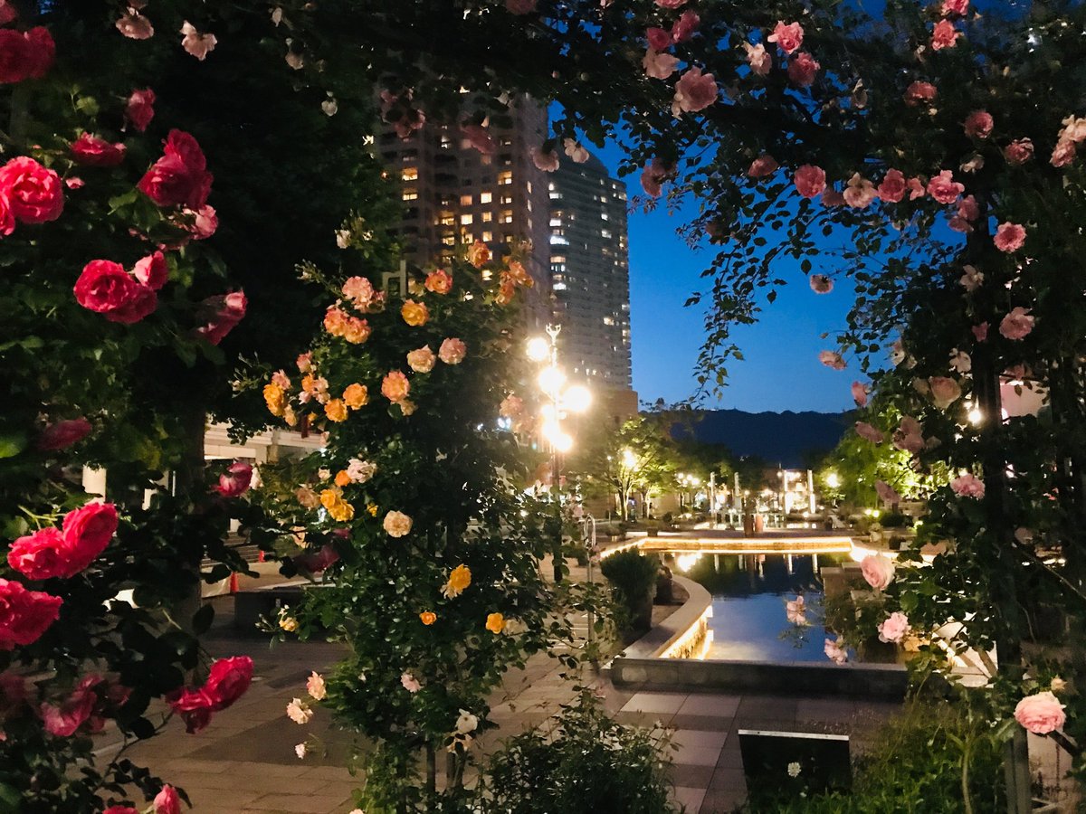 アミティエ　ちゃこ tweet media