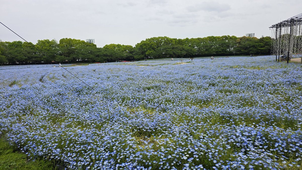 ramu3003cima's tweet photo. 明るい時間の「なばなの里」。
何気に初めて来たけど、見事なチューリップ等、お花をゆっくり見れて癒されましたとさ😄 https://t.co/h1wI9i1E8S