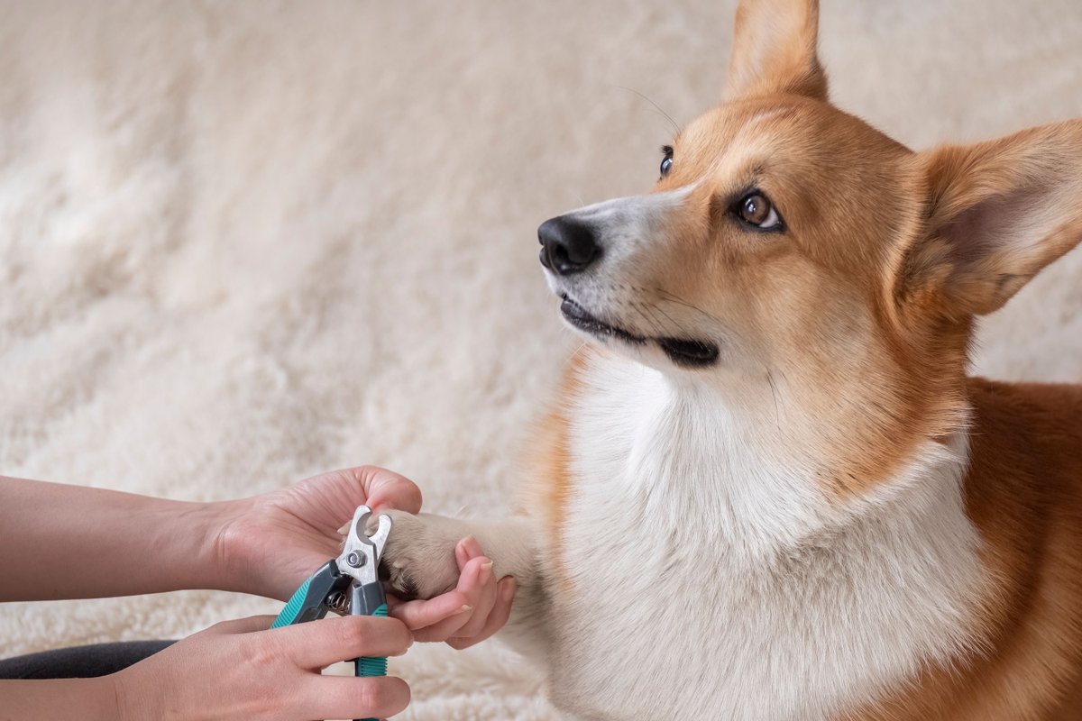Isha1860708's tweet image. Regular nail trimming is key to keeping your pets comfortable and agile. Long nails lead to discomfort and joint strain. Help your furry companion stay happy and healthy with routine paw care. 🐾✨ 
 #PetCare #DogGrooming