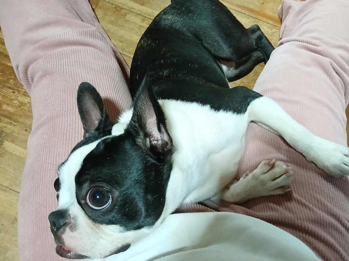 ボストンテリアのおむすび🍙 tweet media