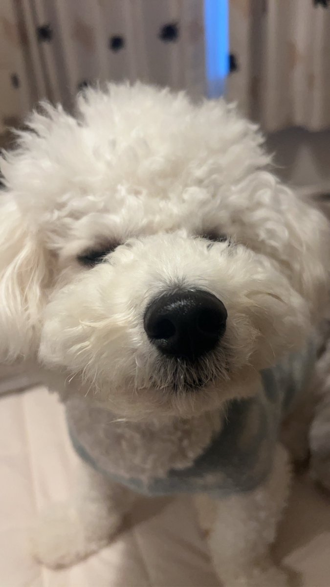 はんぺん🍢陽気な犬 tweet media