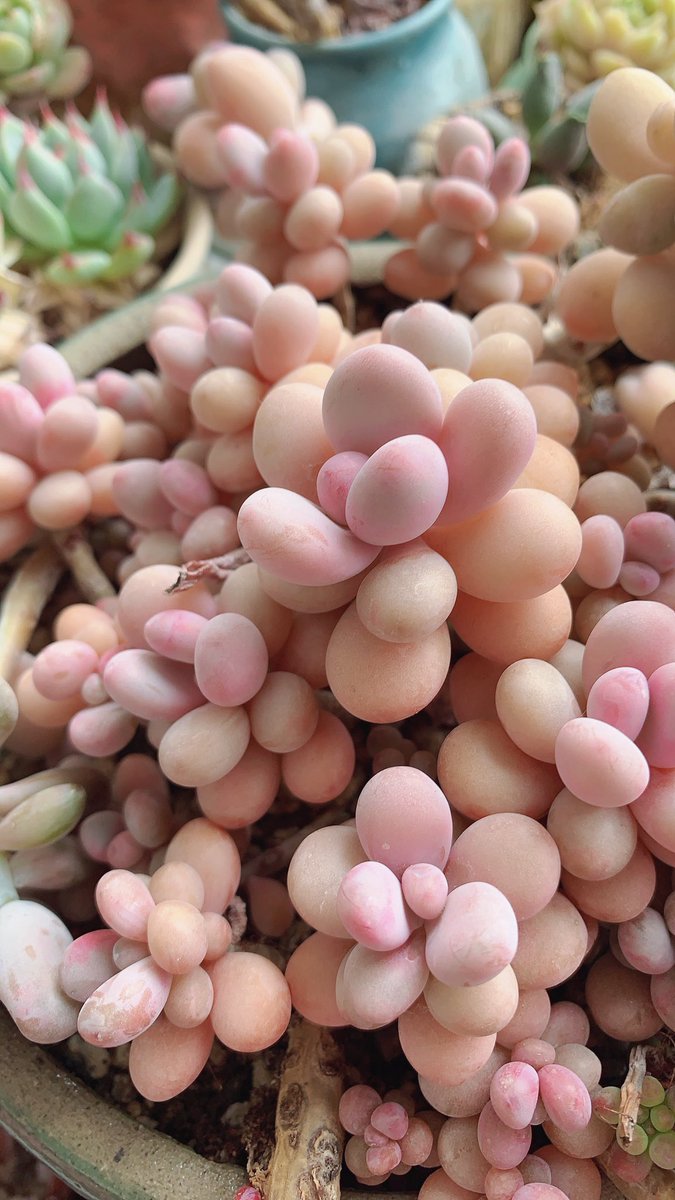 Emma家的圆荔子【KTV麦霸团】 tweet media