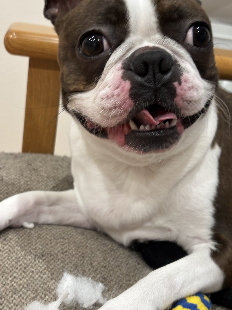 Boston にこ tweet media