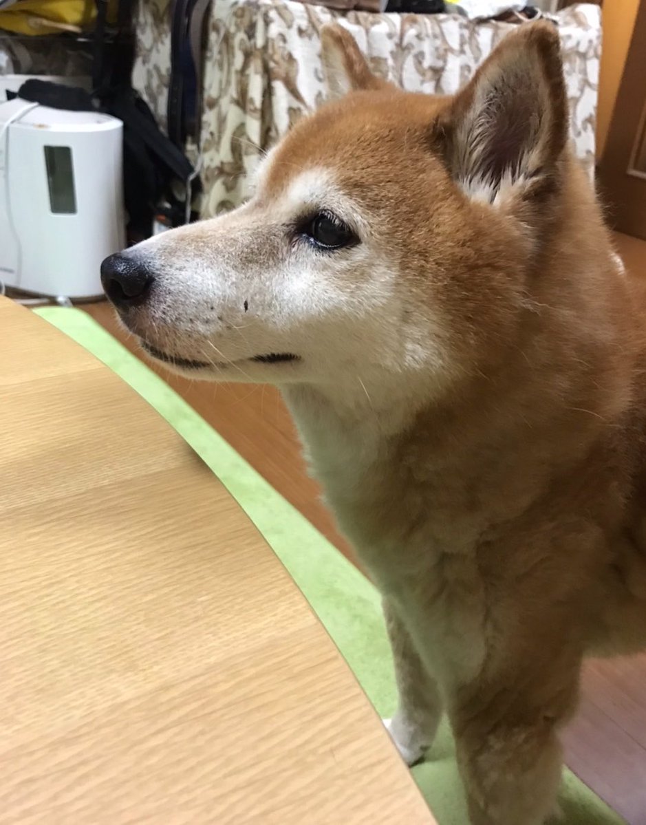 ぷくぴさ tweet media